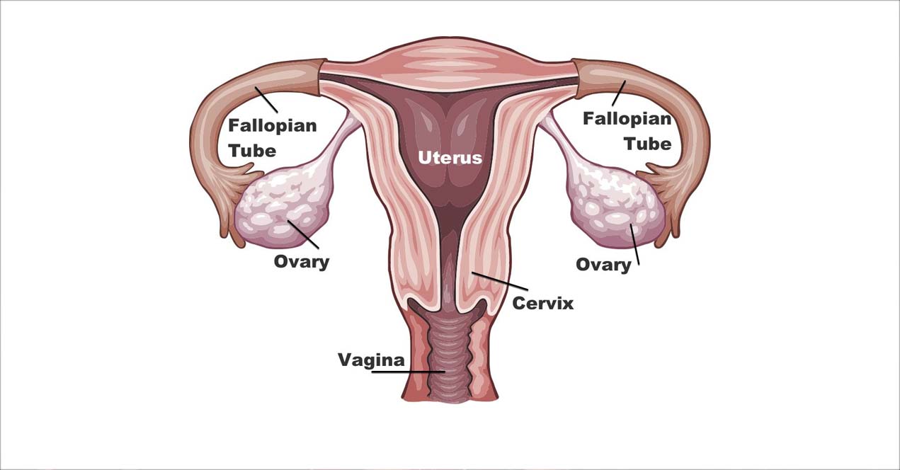 The Importance of Regular Health Screenings for Women
